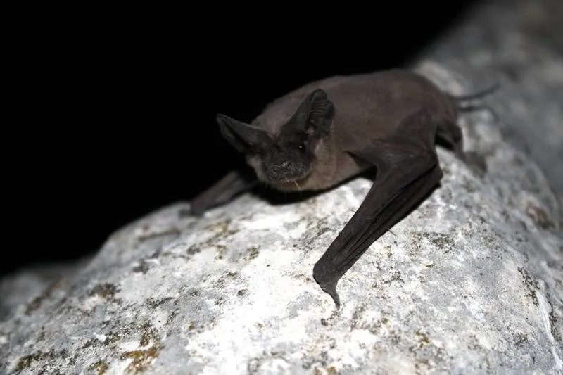 Brazilian free tailed bat, the species most often found in Florida buildings