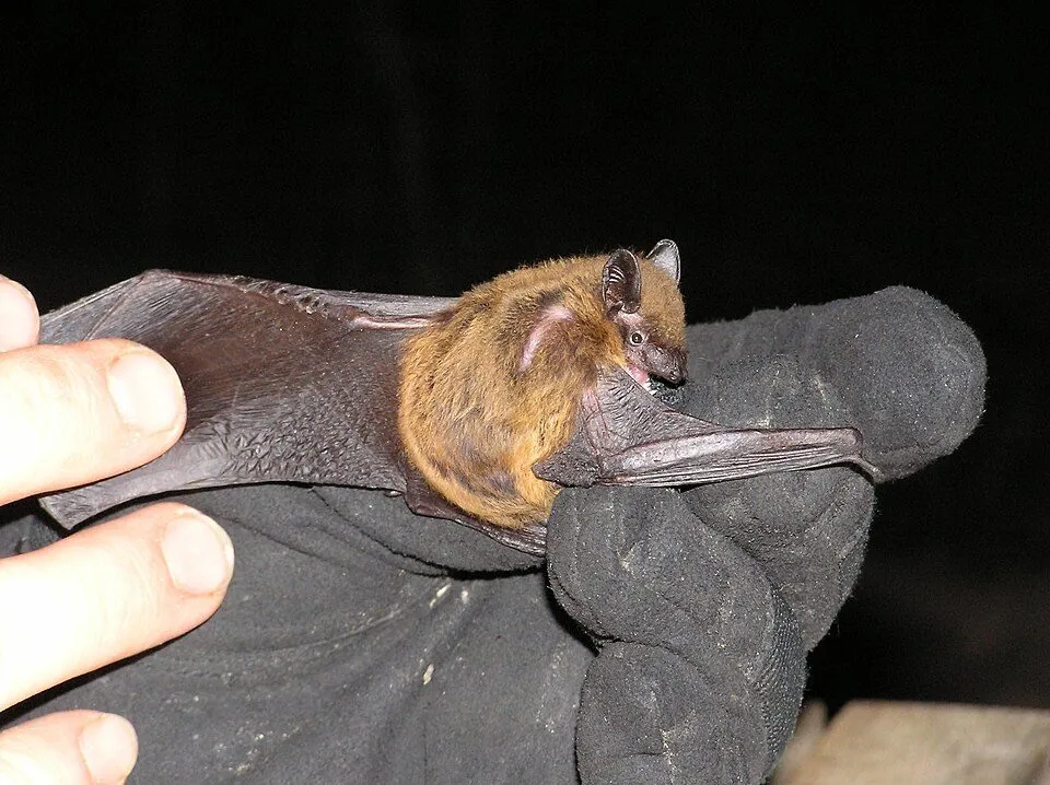 Evening bat held in a gloved hand, showing how small the species is